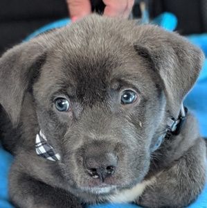 Meet your Posher, Robert